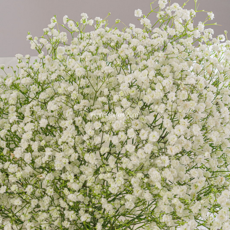 Букет из 11 белых гипсофил