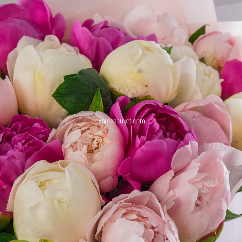 Букет из 29 пионов